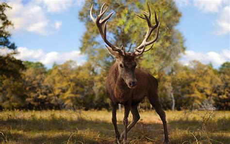 European Red Deer Stag Hd Wallpaper Background Image 1920x1200 Id