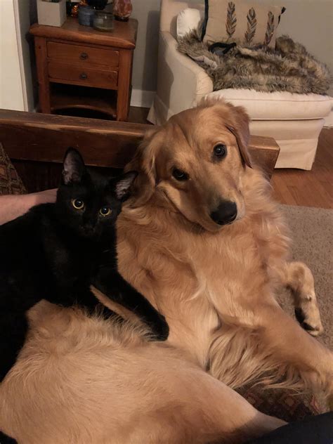 Kitten Snuggles Up With Golden Retriever For The First