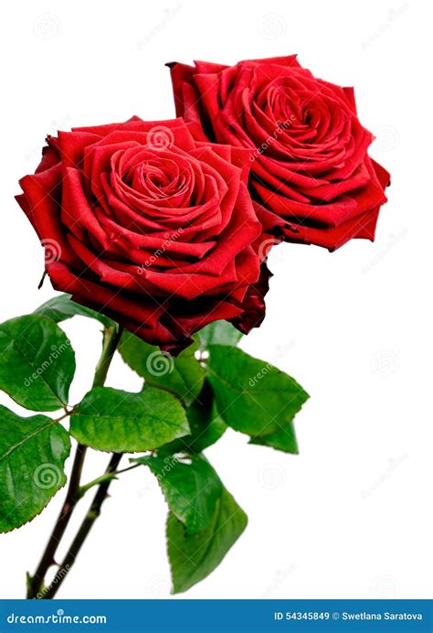 Red Rose Stock Image Image Of Romance Petals Beautiful 54345849