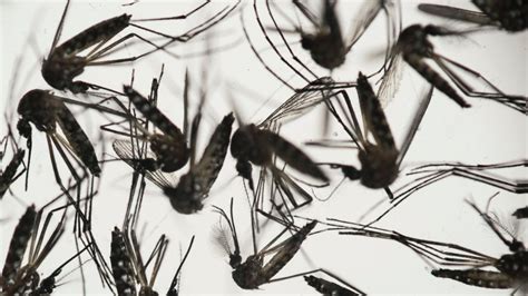 Pregnant Woman In Nyc Is One Of 31 Infected With Zika Virus In Us Abc News