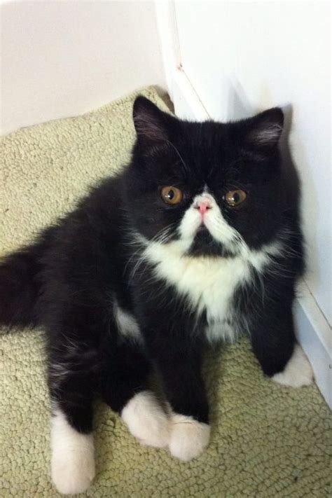 All About Tuxedo Cat Facts And Personality Tuxedo Cat Breed