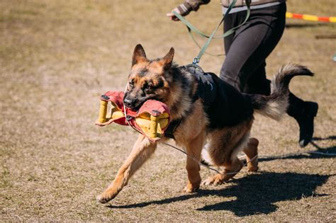 Tips And Techniques You Should Use For Training German Shepherds Dogappy