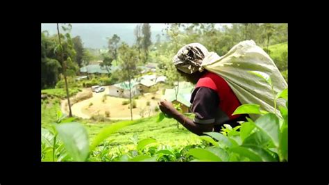 Ceylon Tea Trails On Etv Made In Sri Lanka Youtube