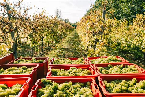 Wine Harvest Brings Unexpected Romance And Quintessentially English Sparkling Wines