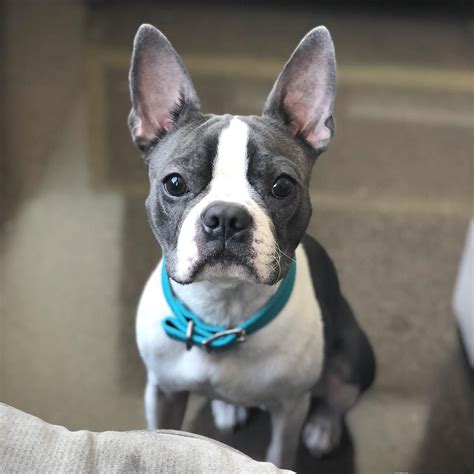 Tobiko the blue boston terrier. Blue Blue Brindle Bull Terrier Puppies Blue Blue Brindle Boston Terrier - Pets Lovers