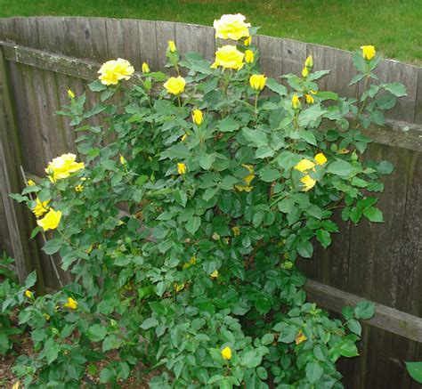 My Yellow Rose Bush Yellow Roses Rose Bush Flowers