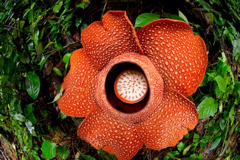 Biggest Flower In The World Discover Wildlife