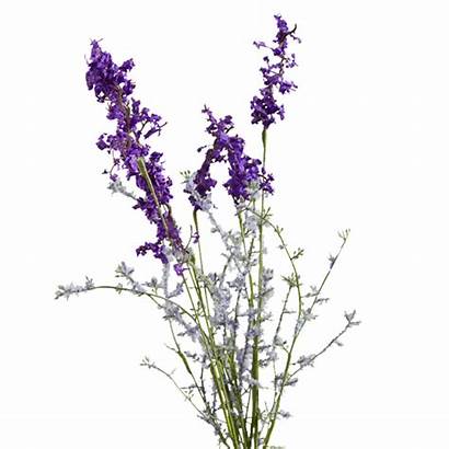 Lavender Sketch Flower Plant Loosestrife Purple Transparent
