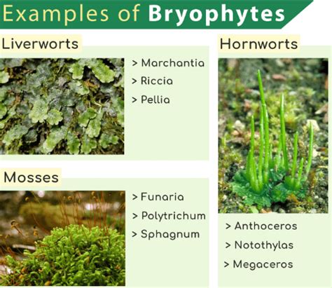 Kingdom Plantae Classification Examples And Characteristics