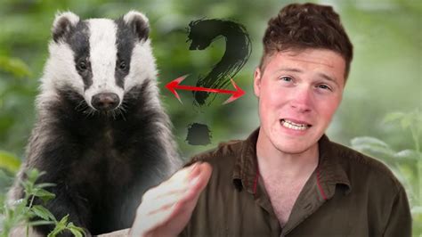 The Badger Cull Youtube
