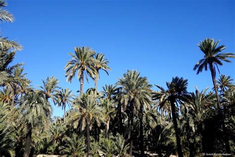 Elche cf at a glance: Surrounded by palm trees: The Palmeral of Elche ...