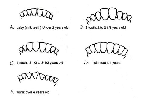 Teeth Examination Enables Age Determination In Cows