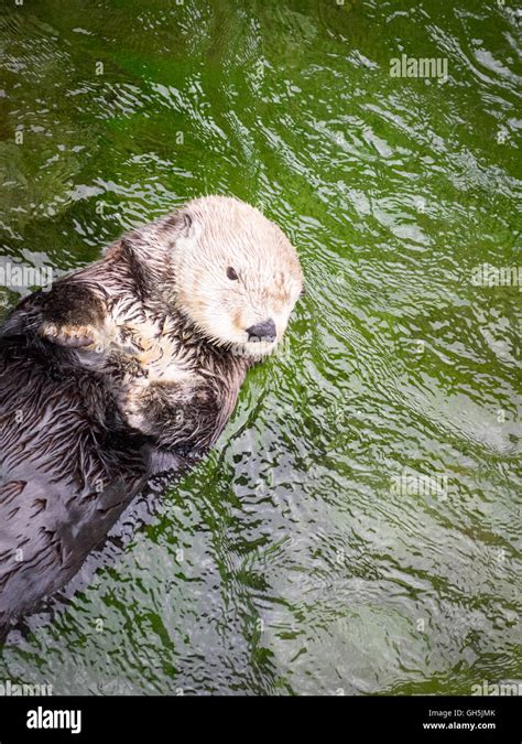 A Female Sea Otter Enhydra Lutris At The Vancouver Aquarium In