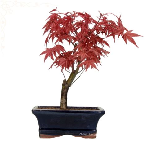 Buy Dwarf Red Maple Bonsai Tree Japanese Maple 2 5 Days Free Delivery