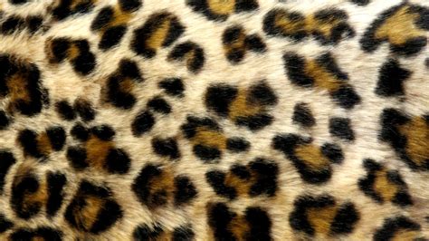 Leopard 3 Texture Vampstock By Vampstock On Deviantart