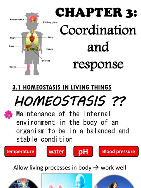 Coordination And Response Pdf Homeostasis Thermoregulation