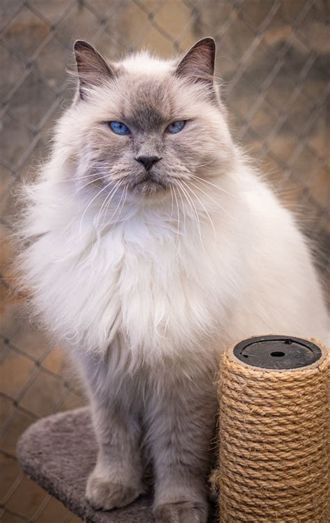 Fluffy Blue Male Ragdoll Mix Cat In Sa Petrescue