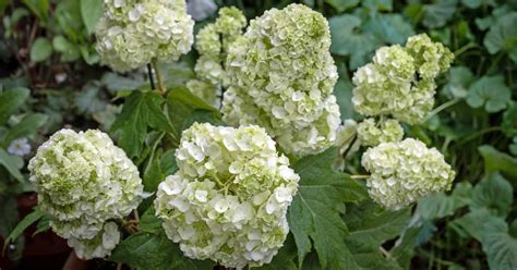 How To Grow And Care For Oakleaf Hydrangea Gardeners Path