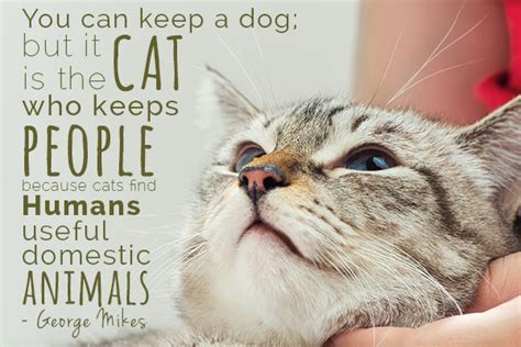 30 Quotes Only Cat Lovers Will Understand