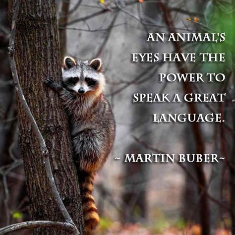 An Animals Eyes Have The Power To Speak A Great Language Martin