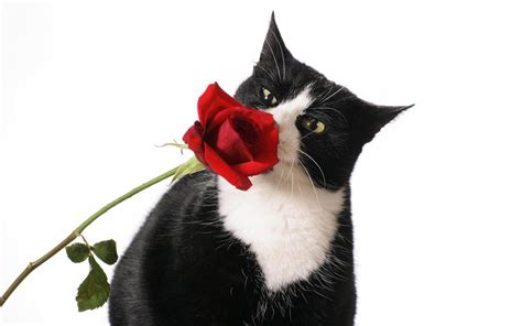 Cat Valentines Day Wallpapers Wallpaper Cave