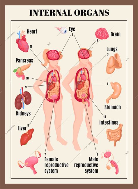 Illustration of woman\'s internal organs. Internal organs poster with male and female anatomy ...