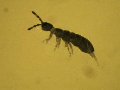 What are some tiny black bugs that jump? What Are These Tiny Black Bugs That Jump? | Bugs, Insects ...