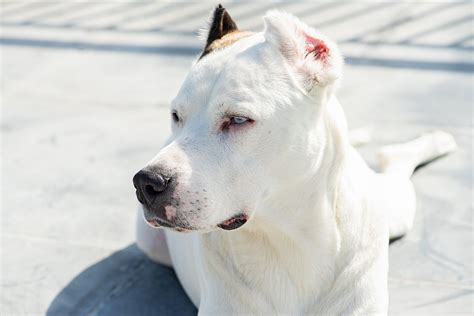 What Is A Dogo Argentino Mixed With