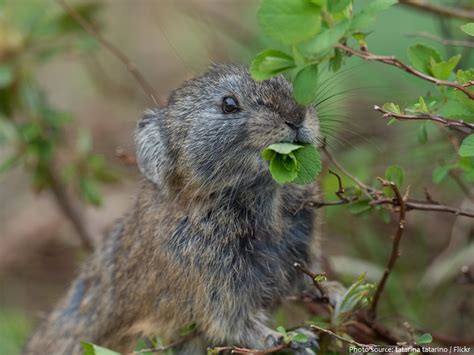 Interesting Facts About Pikas Just Fun Facts