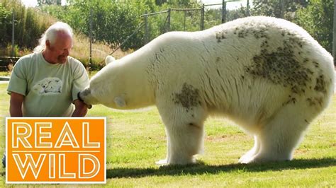 Meet The Polar Bear That Purrs For Her Human Real Wild Youtube In