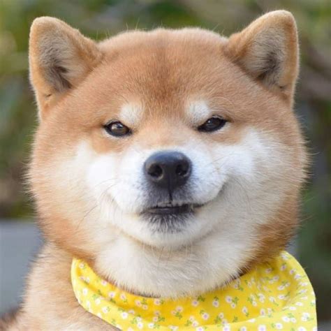 いろんな表情に癒される！instagramの柴犬がネットで大人気 柴犬 柴犬 可愛い 可愛い犬