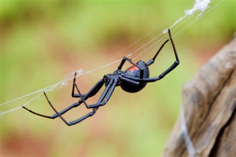 Black Widow Spider Facts Black Widow Spider Control Terro
