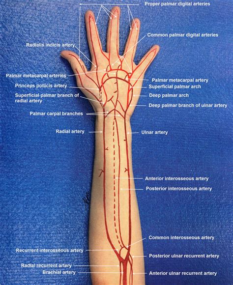 Most arteries carry oxygenated blood; Arterial circulation in the forearm and hand. | Download ...