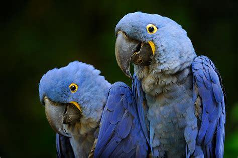 Hyacinth Macaws For Sale Classifiedsuk Free Classified Ads Uk