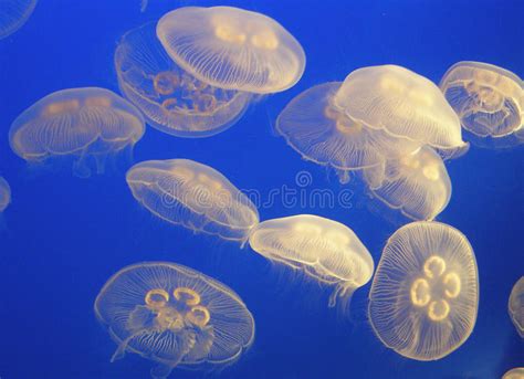 Jelly Fish On Great Barrier Reef Australia Stock Photo Image Of