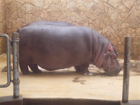 Hippopotamus Zoochat