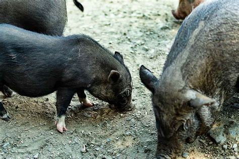 Berkshire Pig Facts Origin Size Physical Characteristics Pros And Cons