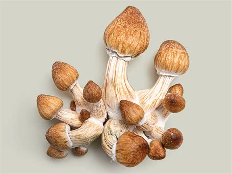 Magic Mushrooms Might Be The Next Frontier In Mental Health Care 5280