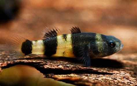 9 Freshwater Goby Species For Your Aquarium With Pictures Hepper