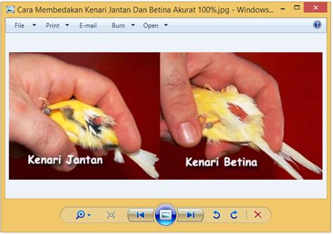 Lovebird jantan cenderung lebih kecil dibandingkan betina. Cara Membedakan Kenari Jantan Dan Betina Akurat 100% ...