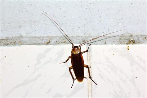 Can Cockroaches Climb Walls Pest Wisdom