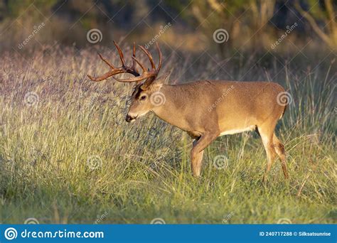 Whitetail Deer Buck In Texas Farmland Stock Photo Image Of Forest