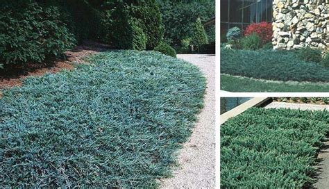 Juniper Blue Chip Is A Superior Evergreen Groundcover Displaying Silver