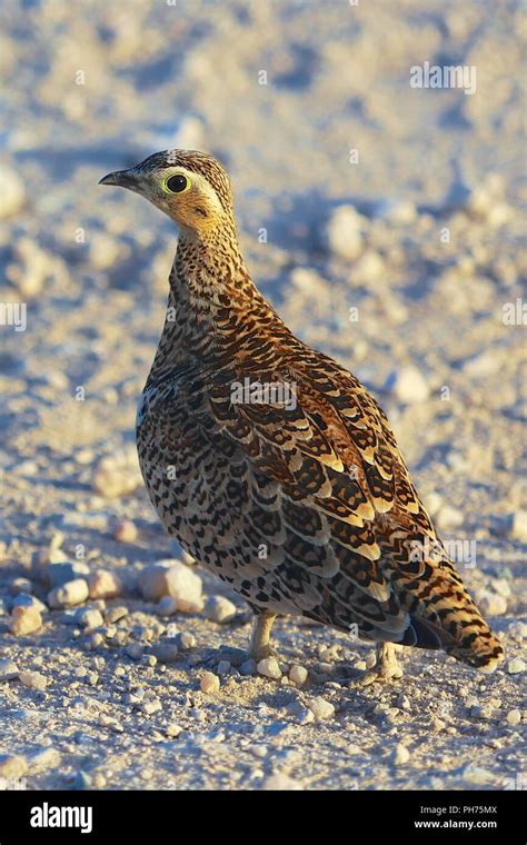 Female Chestnut Bellied Sandgrouse Hi Res Stock Photography And Images
