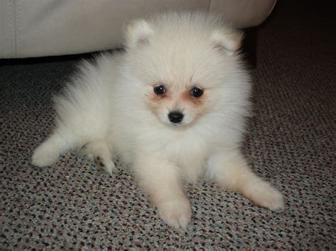 Definition of stain (entry 2 of 2). Dog Tear Stains on White Dog Face, Puppy, Remover Products ...