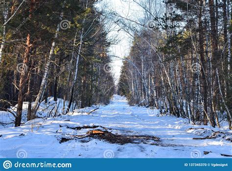 Winter Small Country Road Through Snowy Fields And Forests With