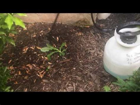 Once you have finished applying the mixture, make sure that any excessive quantities are safely stored away. Homemade Dog Safe Weed Killer - YouTube