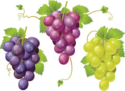 Grapes Png Image Purepng Free Transparent Cc0 Png Image Library Images
