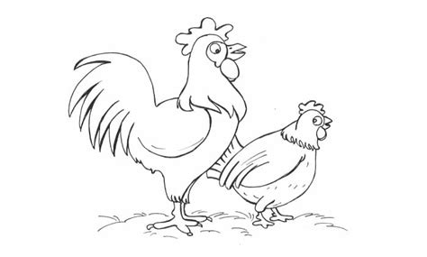 25 Contoh Sketsa Gambar Kepala Ayam Terbaik Postsid