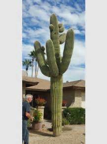 Shop for saguaro cactus art from the getty images collection of creative and editorial photos. Online Saguaro Inventory and Sale | The Cactus Doctor